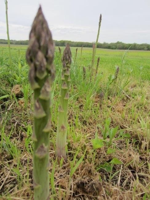 Broome Farmers Unhappy with WA Government Decision to Award New Farmland to Asparagus Venture